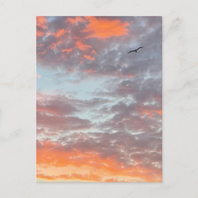 Cartão Postal Foto de Pássaro Voando Nuvens Cor-de-Rosa Céu (Frente)