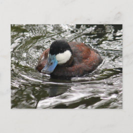 Cartão Postal Foto de Pato-Roxo Selvagem - Agradecimento