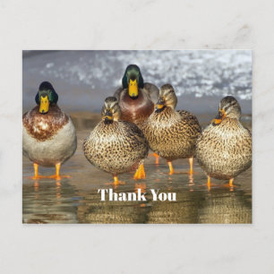 Cartão Postal Foto de Patos-Reais da Vida Selvagem Obrigado