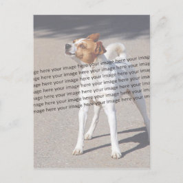 Cartão Postal Foto de PET ✨ Personalização Adorável