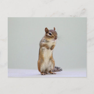 Cartão Postal Foto de posicionamento do chipmunk