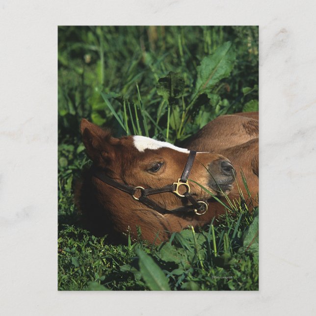 Cartão Postal Foto De Raça Completa Deitada (Frente)