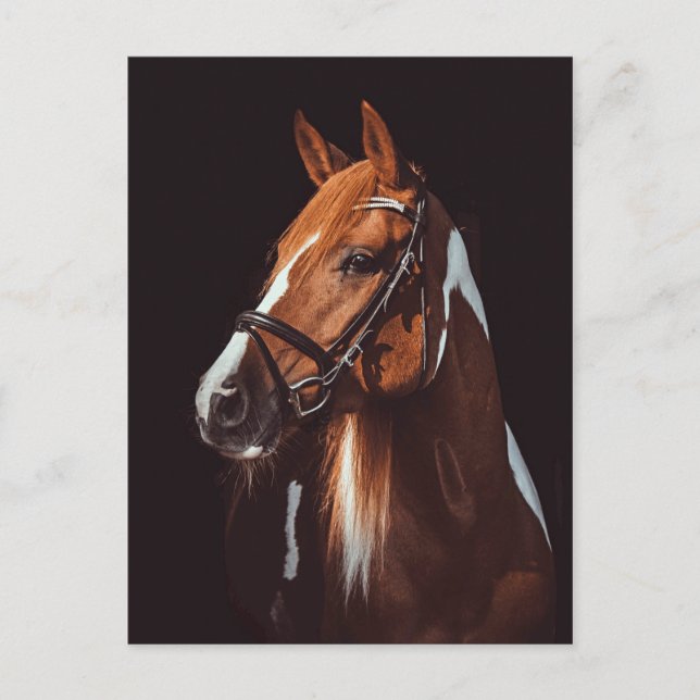 Cartão Postal Foto de Retrato de Cavalo de Pintura Castanho Boni (Frente)