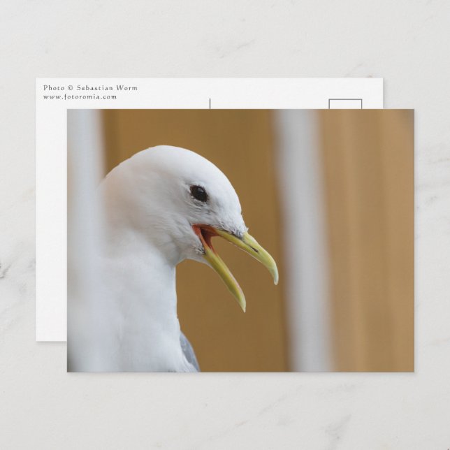 Cartão Postal Foto de Retrato de Seagull (Frente/Verso)
