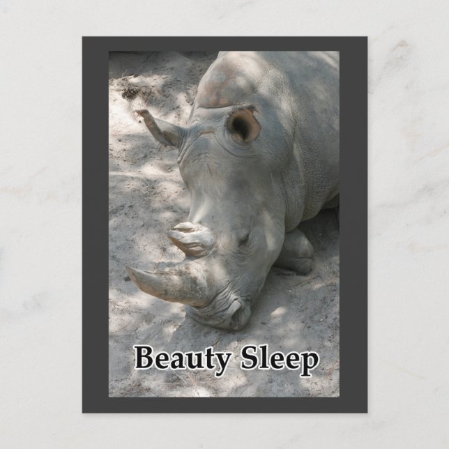 Cartão Postal Foto de Rhino com texto "Beauty Sleep" (Frente)