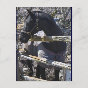 Cartão Postal Foto de Romeo