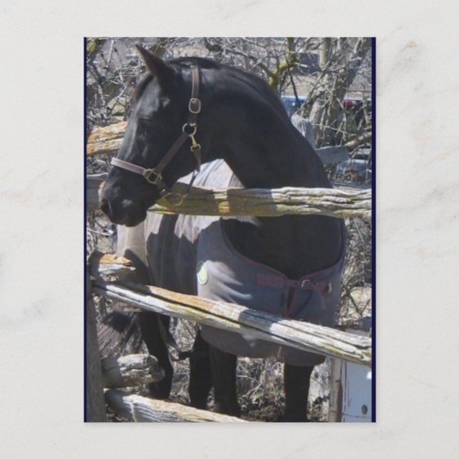 Cartão Postal Foto de Romeo (Frente)