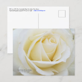 Cartão Postal Foto de rosa branca pristine