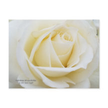 Foto de rosa branca pristine