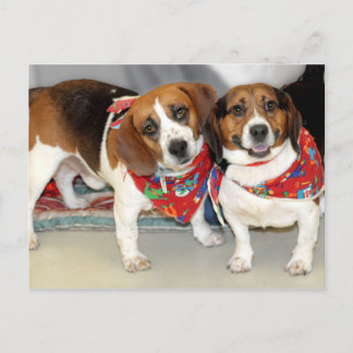 Cartão Postal Foto de Shelter Beagles