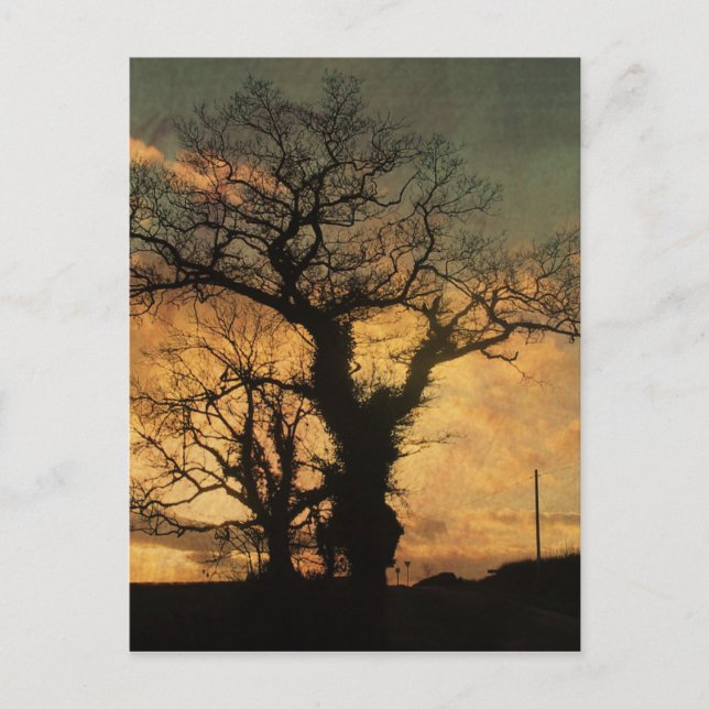 Cartão Postal Foto de Silhouette de Árvore (Frente)
