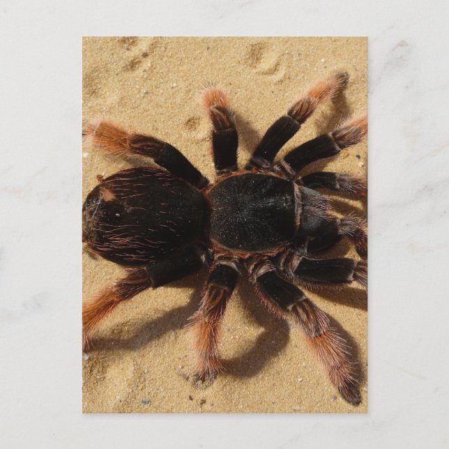 Cartão Postal Foto de Tarantula (Frente)