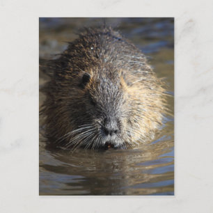 Cartão Postal Foto de um coypu (Myocastor coypus) na água.