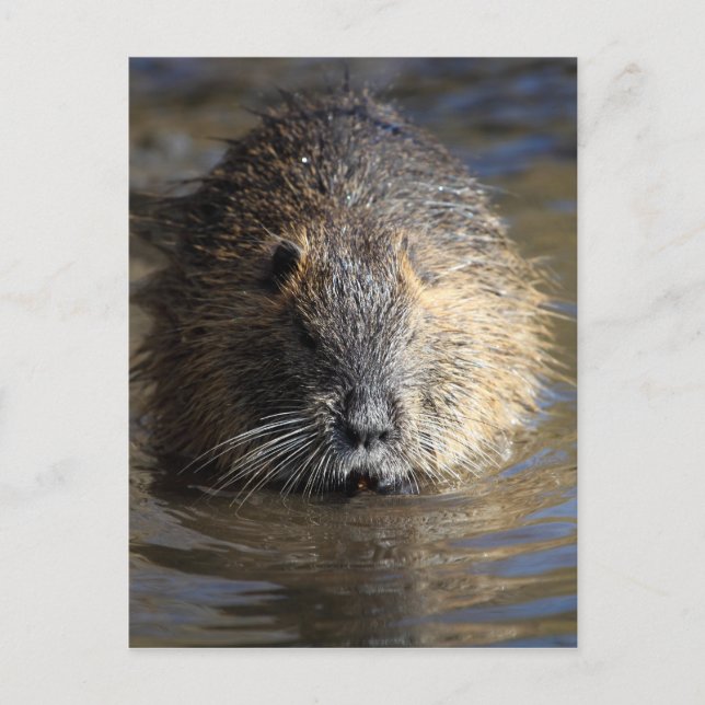 Cartão Postal Foto de um coypu (Myocastor coypus) na água. (Frente)