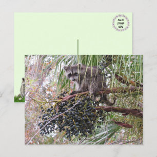 Cartão Postal Foto de um Jovem guaxinim Comendo Berries