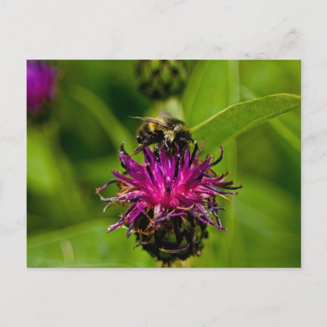 Cartão Postal Foto de uma linda flor roxa com abelha de mel (Frente)