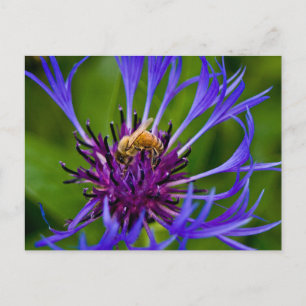 Cartão Postal Foto de uma linda flor roxa com abelha de mel