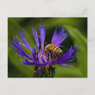 Cartão Postal Foto de uma linda flor roxa com abelha de mel