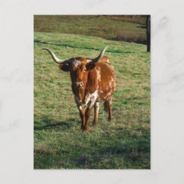 Cartão Postal Foto de Vaca do Gado Longhorn do Texas Rústica