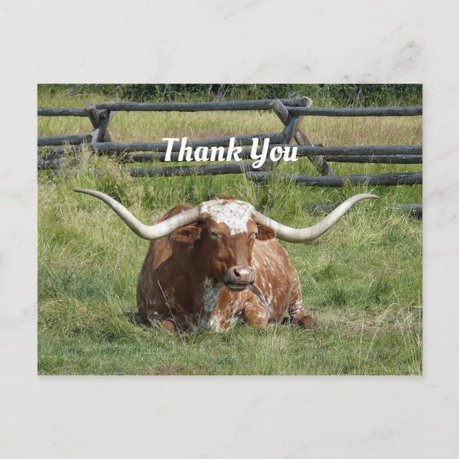 Cartão Postal Foto de Vaca Texas Longhorn Obrigado (Frente)