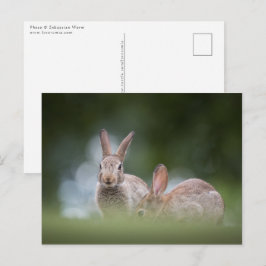 Cartão Postal Foto de vida selvagem de coelhos