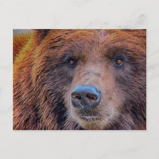 Cartão Postal Foto de vida selvagem do urso pardo Grizzly
