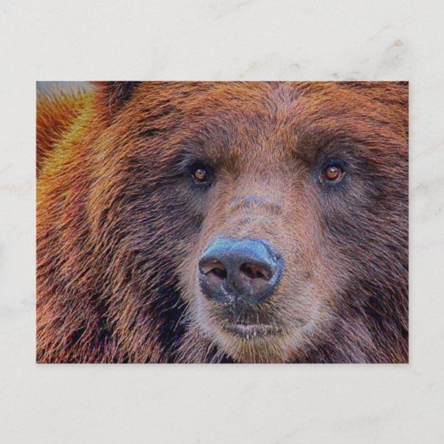 Cartão Postal Foto de vida selvagem do urso pardo Grizzly (Frente)