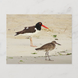Cartão Postal Foto do American Oystercatchers