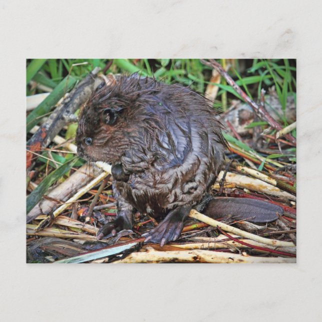 Cartão Postal Foto do Baby Beaver (Frente)