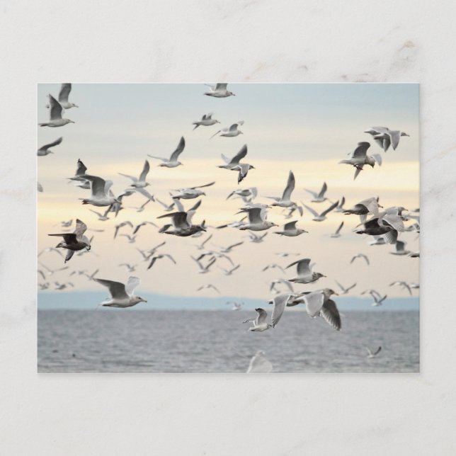 Cartão Postal Foto do bando de gaivotas (Frente)