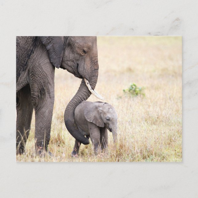 Cartão Postal Foto do bebê elefante de amor materno (Frente)
