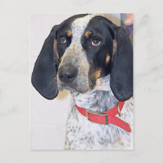 Cartão Postal Foto do Bluetick Coonhound