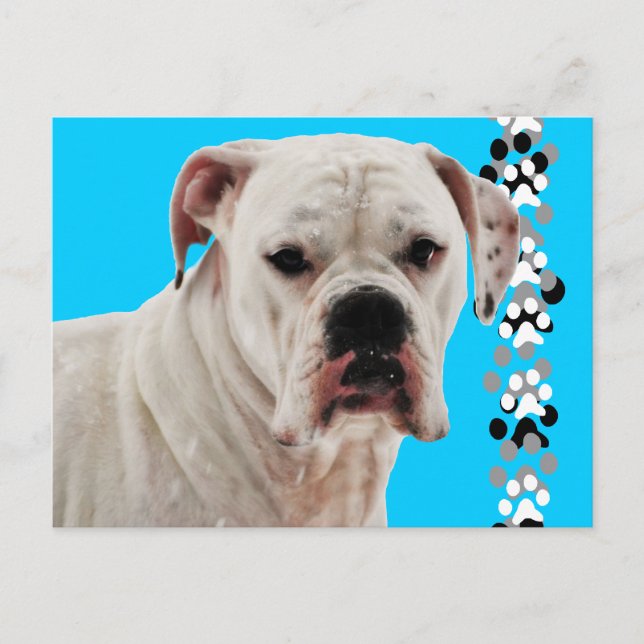 Cartão Postal Foto do Boxer Branco (Frente)