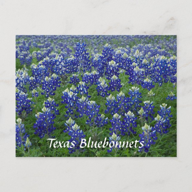 Cartão Postal Foto do Campo do Texas Bluebonnets (Frente)