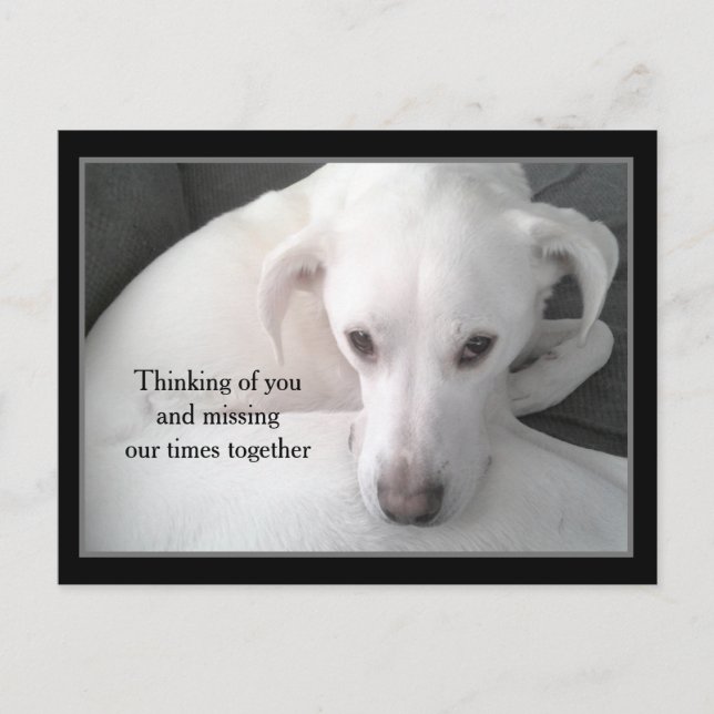 Cartão Postal Foto do Cão P do Único Labrador Branco do Retrieve (Frente)