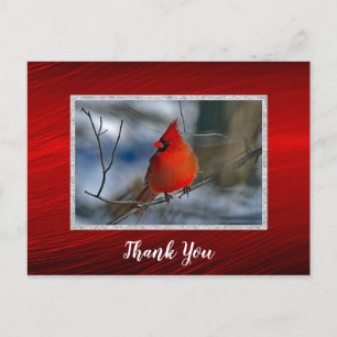 Cartão Postal Foto do Cardinal Vermelho de Inverno Obrigado