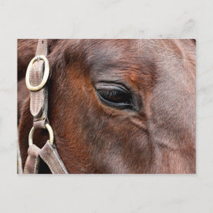 Cartão Postal Foto do cavalo