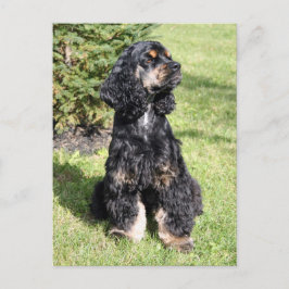 Cartão Postal Foto do Cocker Spaniel