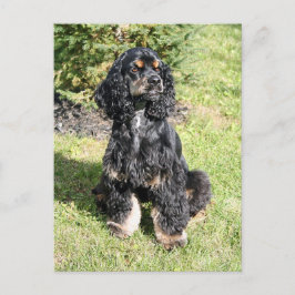 Cartão Postal Foto do Cocker Spaniel