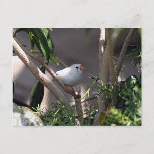 Cartão Postal Foto do Finch Branco
