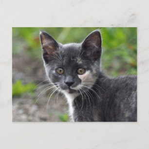 Cartão Postal Foto do gato da TortoisesInferno da Cinza Bonita