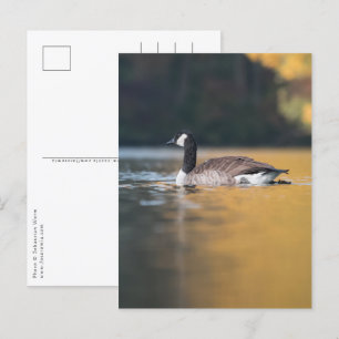 Cartão Postal Foto do Goose Nature