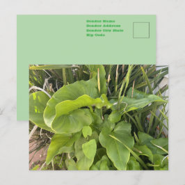 Cartão Postal Foto do Jardim do Quintal ao ar livre