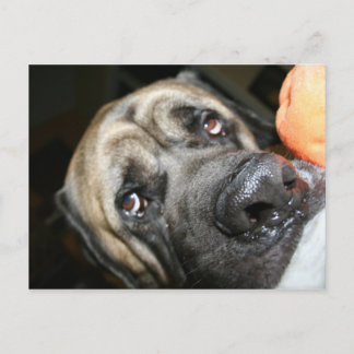 Cartão Postal Foto do Mastiff Inglês Purebred