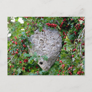 Cartão Postal Foto do Nest Hornets