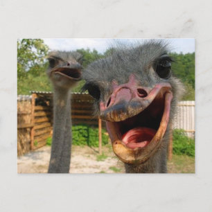 Cartão Postal Foto do Pássaro de Ostrich Engraçado O que se Pass