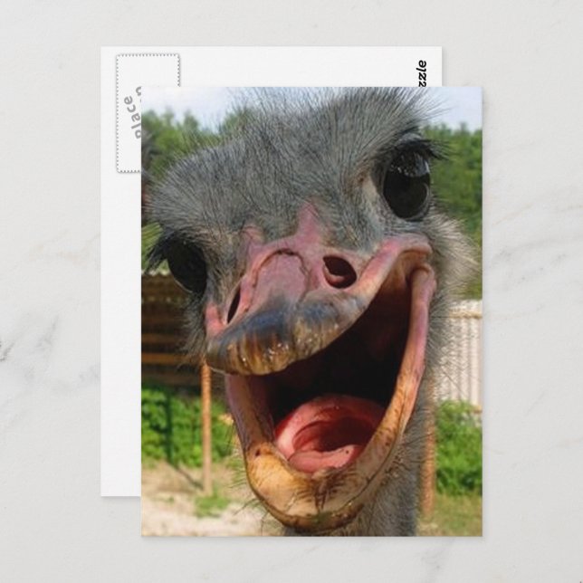 Cartão Postal Foto do Pássaro de Ostrich Engraçado O que se Pass (Frente/Verso)