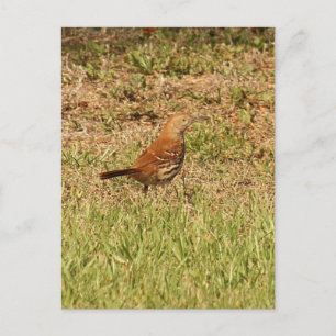 Cartão Postal Foto do Pássaro Thrasher Brown