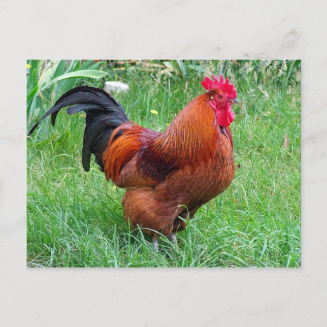 Cartão Postal Foto do perfil de frango vermelho bonito (Frente)