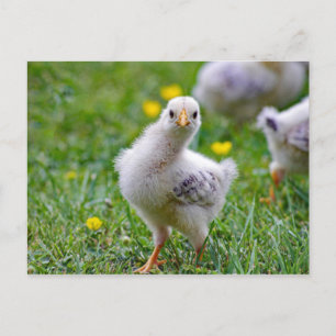 Cartão Postal Foto do Pintinho de frango